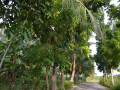 DSC 0296