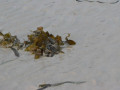 DSC 0348
