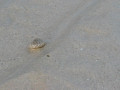 DSC 0350