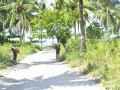 DSC 0799