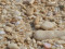 Puka Shell Beach
