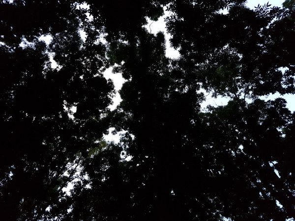 hammock 20161203 055410