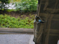 DSC 0039