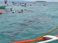 DSC 0882