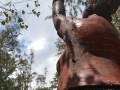 DSC 0520