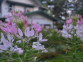 DSC 0755