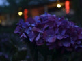 DSC 0795